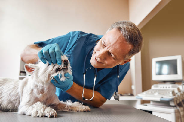 Best Emergency Root Canal Therapy in Winona, MN